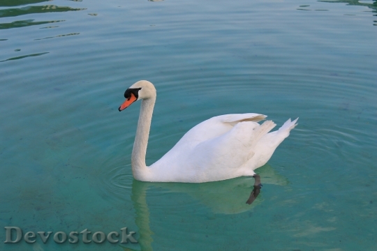 Devostock Swan Bird Graceful Lake