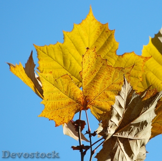 Devostock Sycamore Leaves Leaf Big