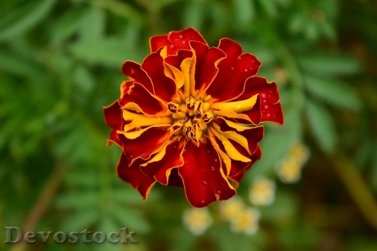 Devostock Tagete Marigold Blossom Bloom 1