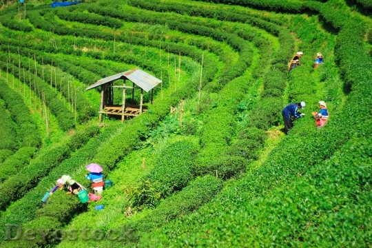 Devostock Tea Plantations Garden Nature
