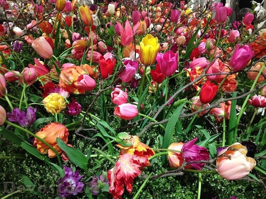 Devostock Tefaf Tulips Flowers 319708