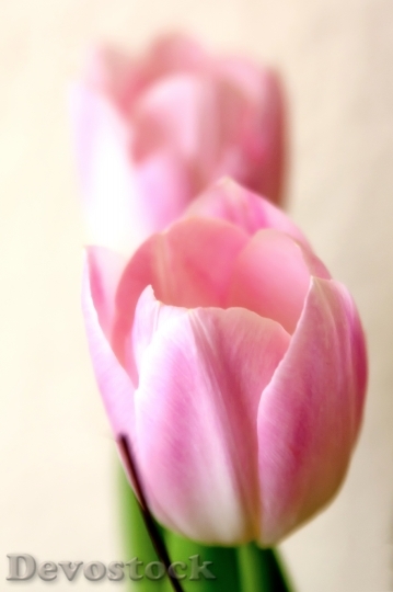 Devostock Tender Tulip Pink Macro 0