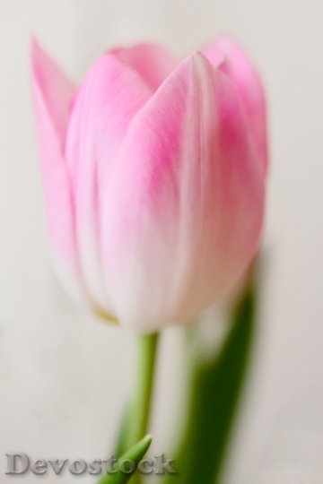 Devostock Tender Tulip Pink Macro