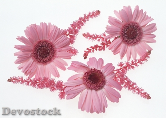 Devostock Three Pink Flowers