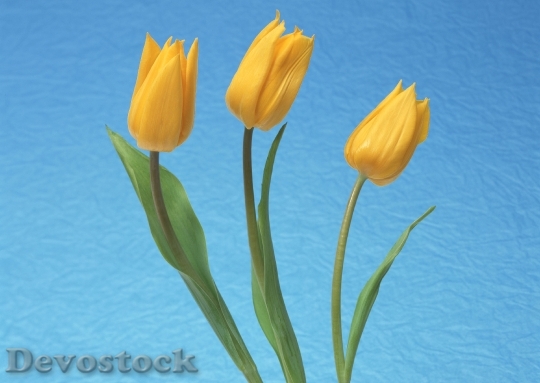 Devostock Three Yellow Tulip