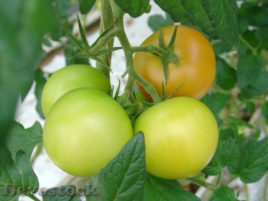 Devostock Tomatoes Finland Vegetables Green