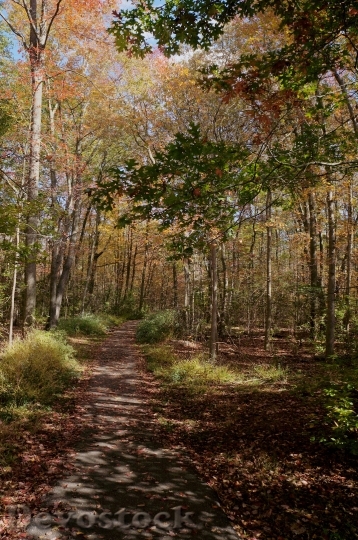 Devostock Trail Fall Leaves Foliage