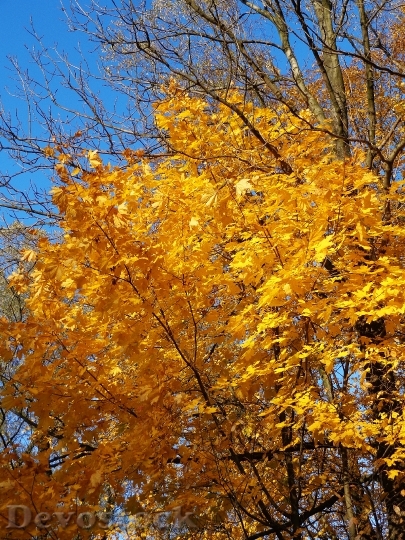 Devostock Tree Autumn Autumn Gold 0