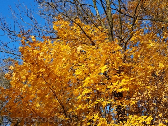 Devostock Tree Autumn Autumn Gold