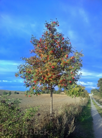 Devostock Tree Autumn Berries Away