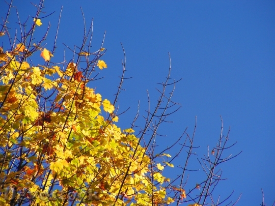 Devostock Tree Autumn Colors Leaves