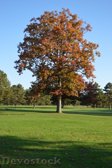 Devostock Tree Autumn Landscape Nature 0