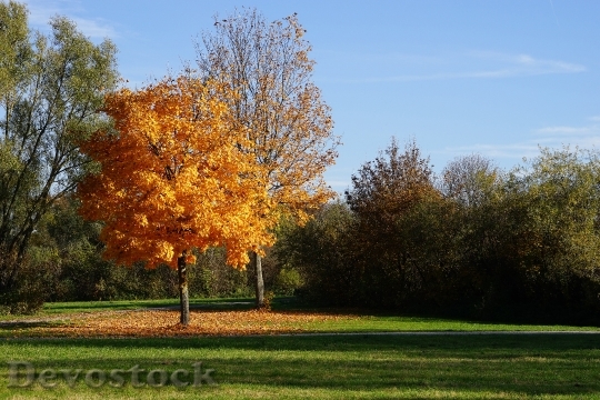 Devostock Tree Autumn Leaves Golden