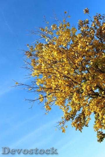 Devostock Tree Autumn Leaves Yellow