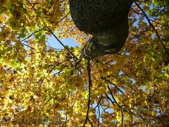 Devostock Tree Autumn Looking Up
