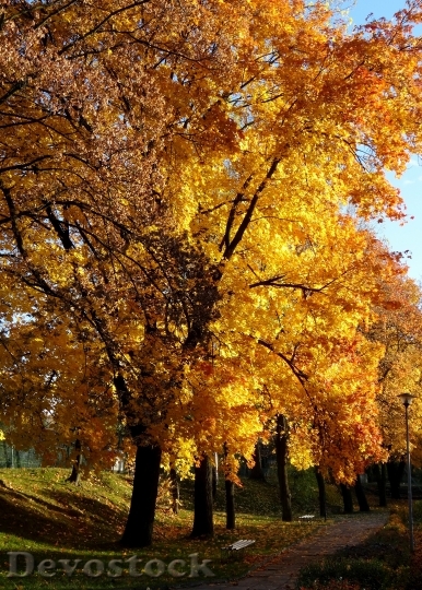 Devostock Tree Autumn Olkusz Park