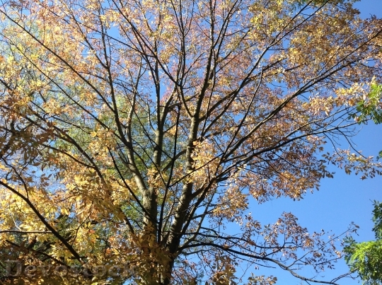 Devostock Tree Autumn Season Leaves
