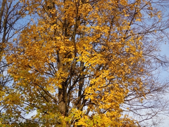 Devostock Tree Autumn Sun 184262