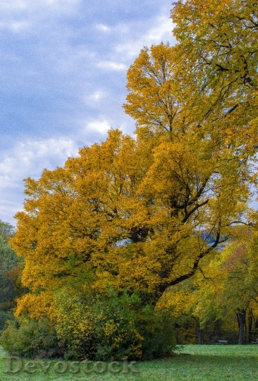Devostock Tree Autumn Tree In
