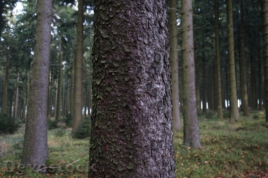 Devostock Tree Bark Log Wood