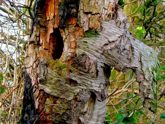 Devostock Tree Bark Tree Bark