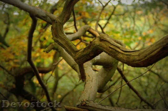 Devostock Tree Branch Leaves Tree