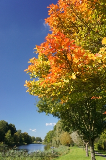 Devostock Tree Color Autumn Leaves
