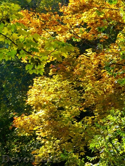Devostock Tree Colorful Leaves Autumn 0