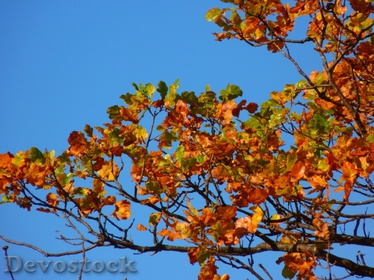 Devostock Tree Colorful Leaves Autumn 1