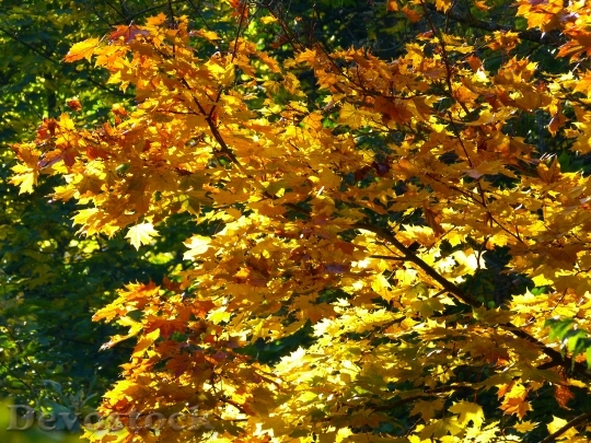 Devostock Tree Colorful Leaves Autumn 2