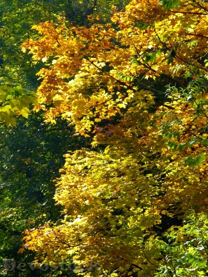 Devostock Tree Colorful Leaves Autumn