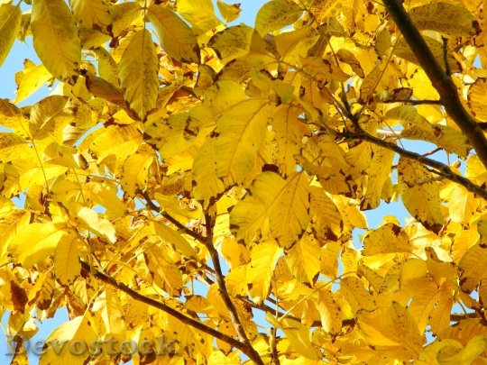 Devostock Tree Crown Yellow Foliage