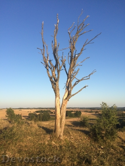Devostock Tree Dry Autumn Nature