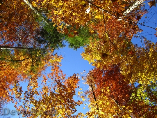 Devostock Tree Forest Autumn Landscape 0