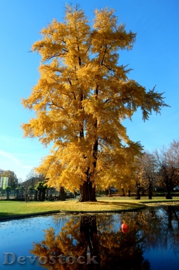 Devostock Tree Golden Gold Leaves