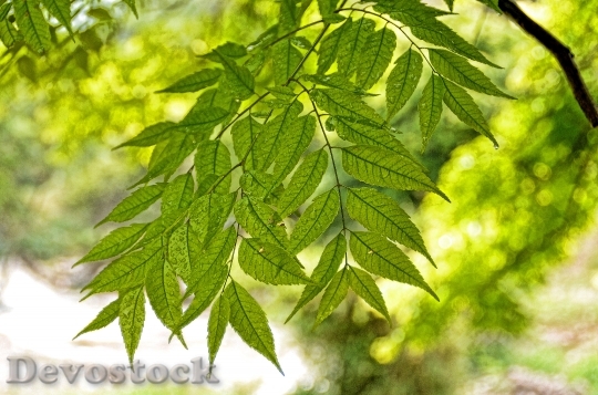 Devostock Tree Green Leaf Nature 1