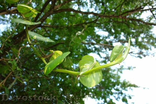Devostock Tree Green Leaves Vine