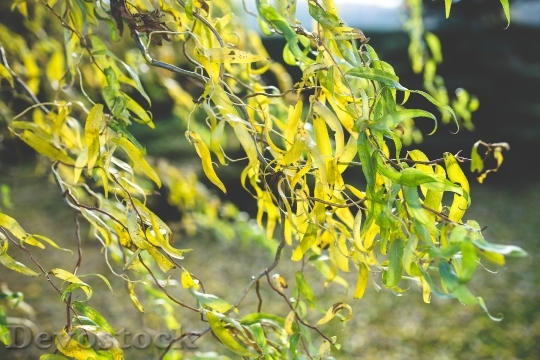 Devostock Tree Leaf Leaves Yellow