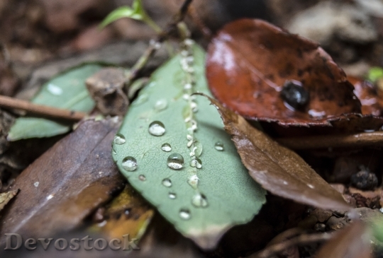 Devostock Tree Leaf Water Drop