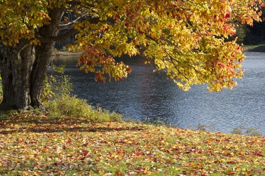 Devostock Tree Leaves Autumn Colorful 0