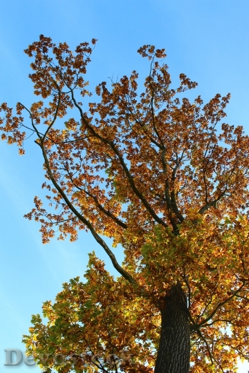 Devostock Tree Leaves Autumn Colorful