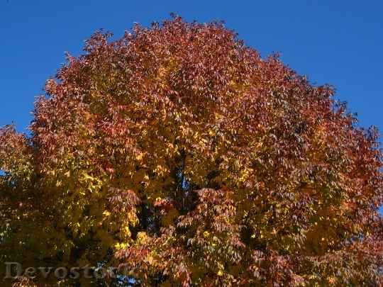 Devostock Tree Leaves Autumn Fall