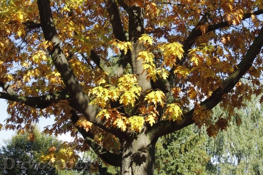 Devostock Tree Leaves Autumn October 0