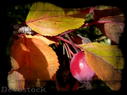 Devostock Tree Leaves Fruit Fall