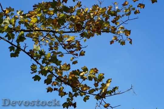 Devostock Tree Leaves Green Leaf 0