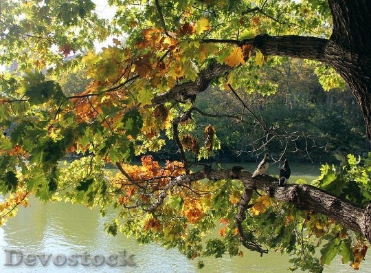Devostock Tree Leaves Lake Water