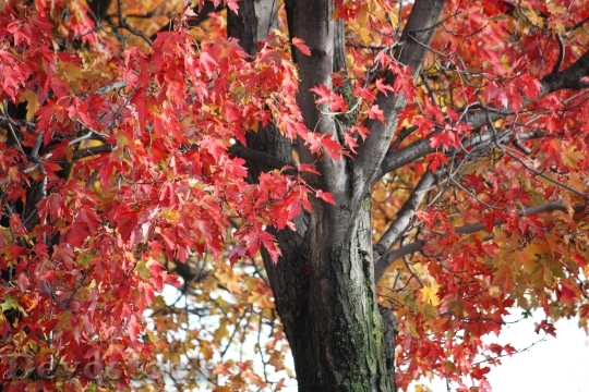 Devostock Tree Leaves Maple Autumn 0