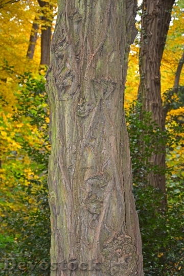 Devostock Tree Log Autumn Autumn