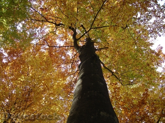 Devostock Tree Log Autumn Leaf