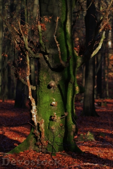 Devostock Tree Log Bark Nature